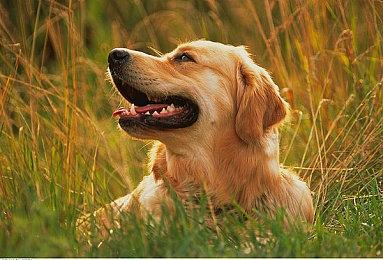 《达愿福神社》发布搞怪更新档 让货车在栏杆上滑行