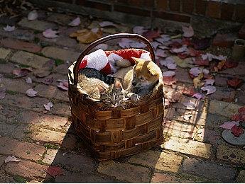 《街头霸王6》开启限时活动挑战巨型豪鬼